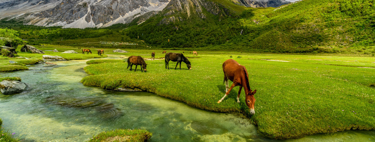 Northern Shoveller Tour And Travel