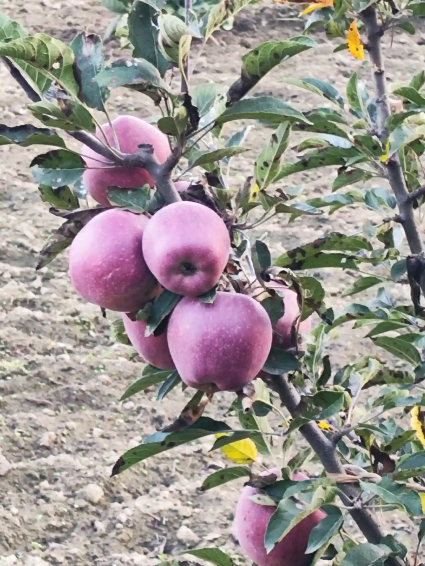 Apple orchards in rural Kashmir near Gurez Valley