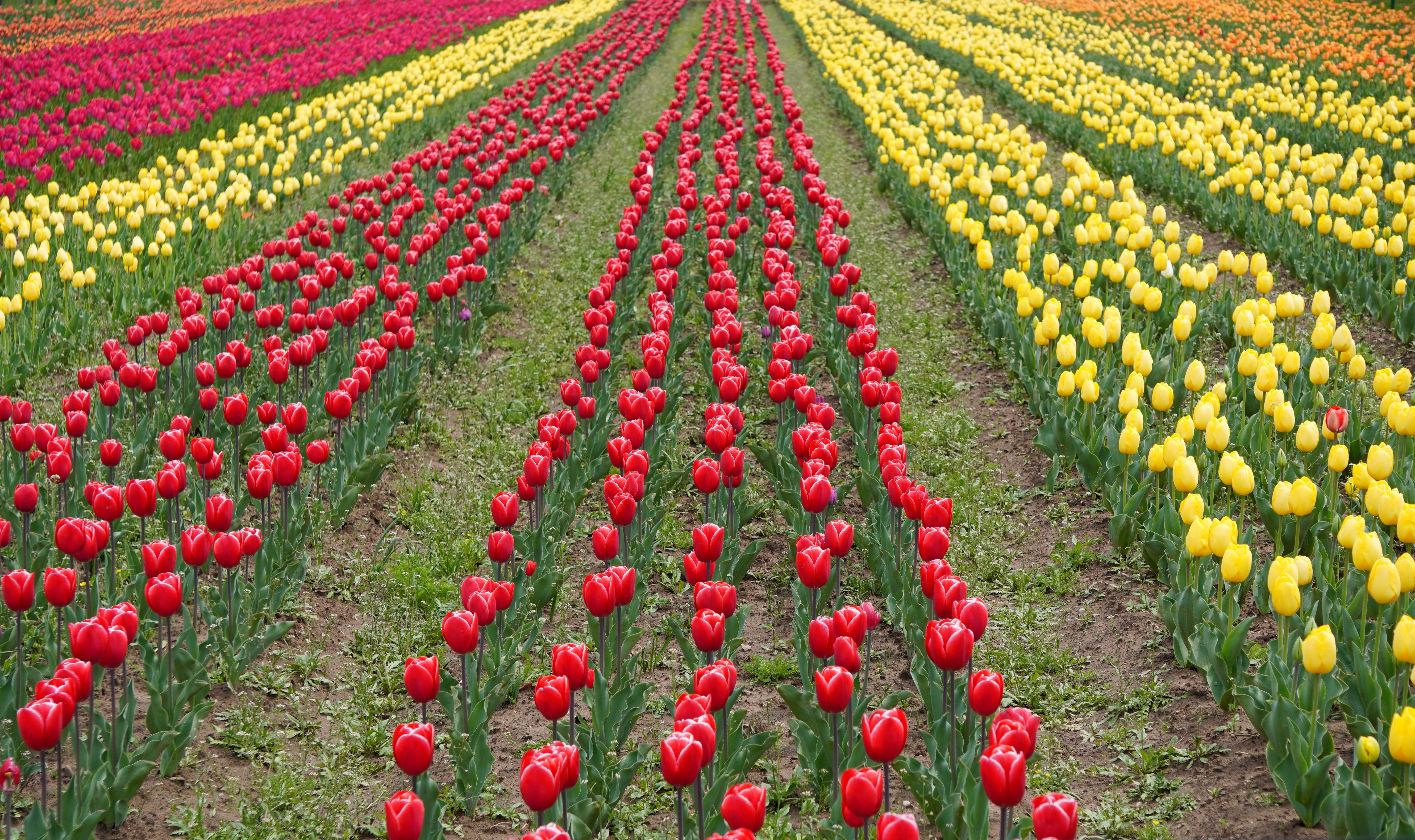 Srinagar Tulip Garden Package